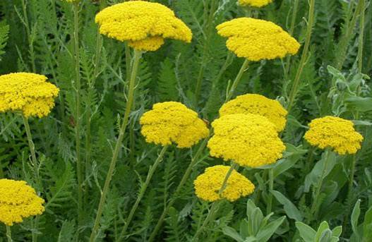 خرید عرق بومادران + قیمت رقابتی